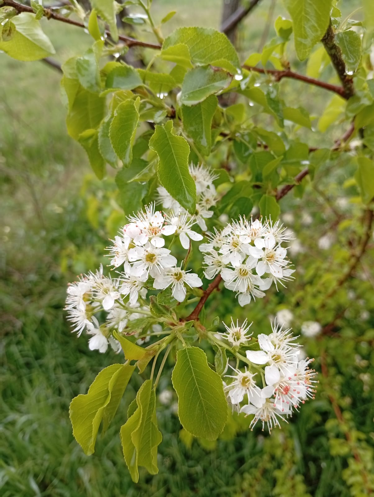 Yağmur damlaları bulunan delice kiraz (mahlep) dalındaki beyaz çiçek kümeleri