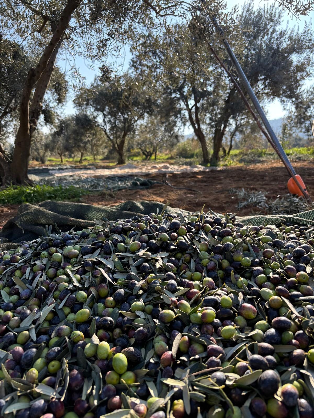 Zeytin ağaçlarının altında hasat örtüsü üzerine toplanmış yeşil ve olgun zeytinler