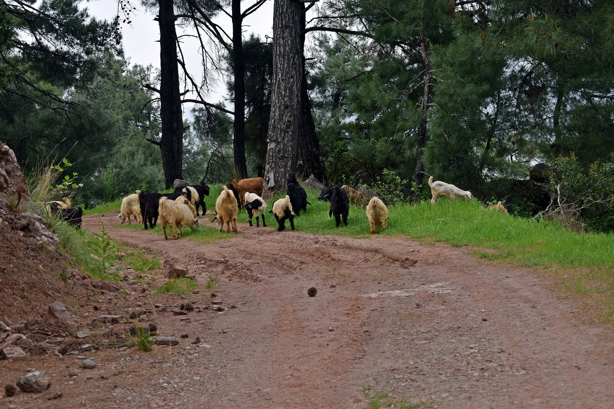 Çam ağaçları arasındaki toprak yolda otlayan keçi sürüsü