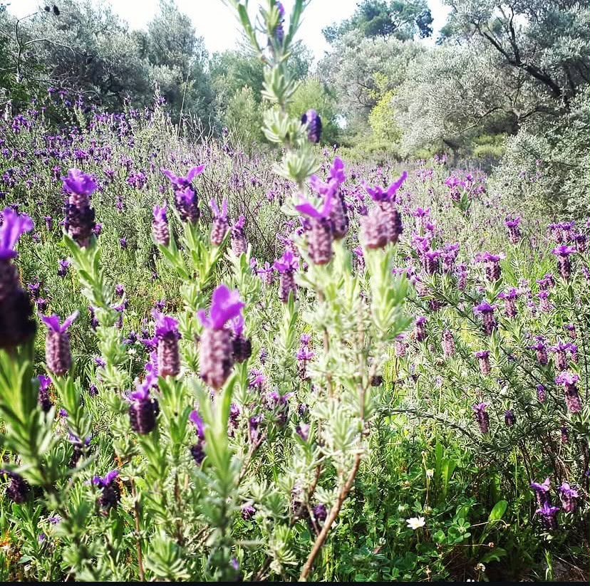 Zeytin ağaçlarının arasında geniş alana yayılan mor çiçekli karabaş otları