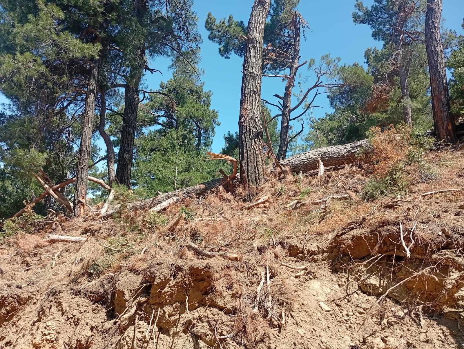 Toprağı açığa çıkmış orman yamacında devrilmiş ve kırılmış ağaç gövdeleri