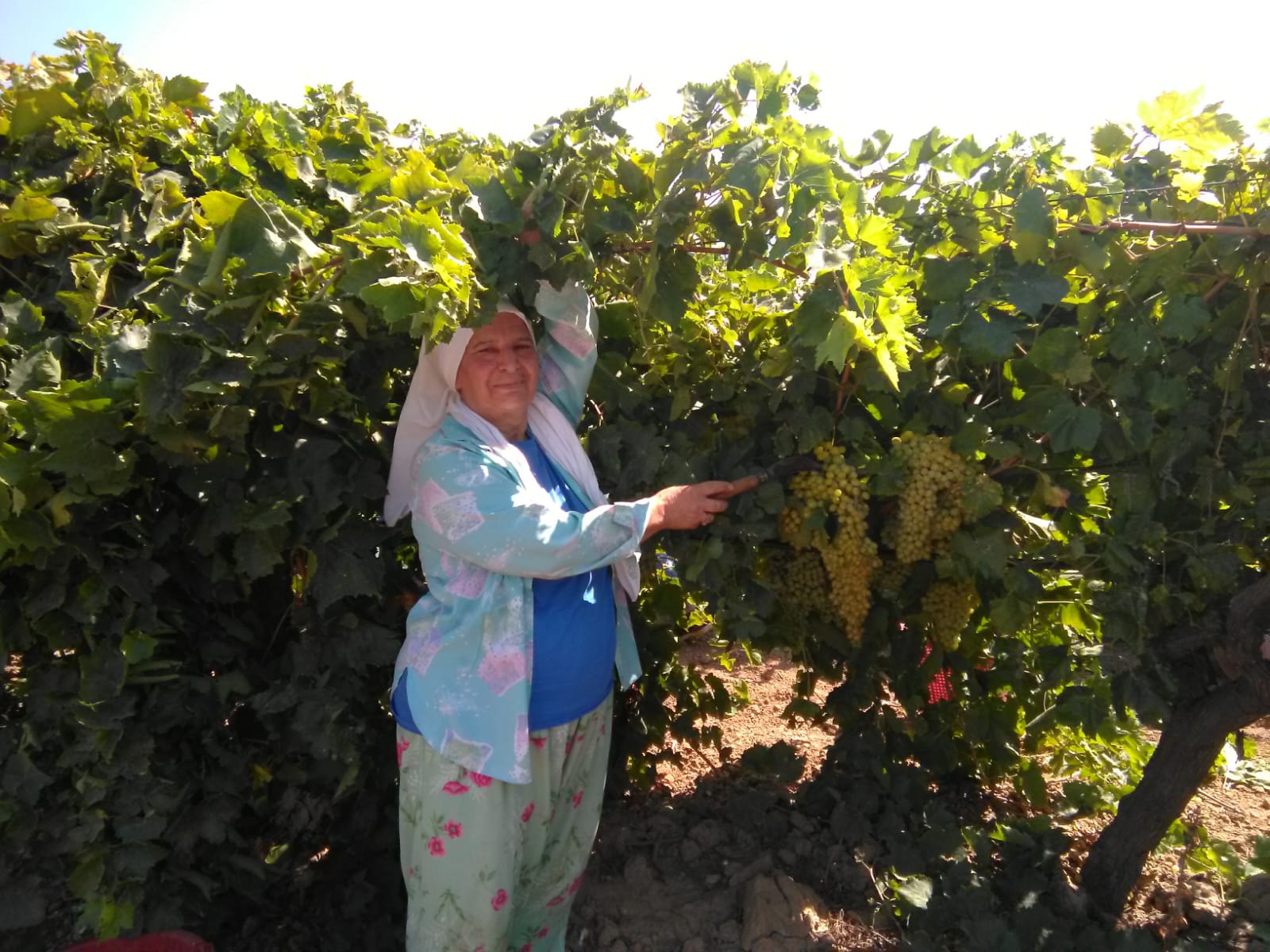 Bağdaki asmanın yanında duran ve dalındaki iri yeşil üzüm salkımlarını gösteren üretici