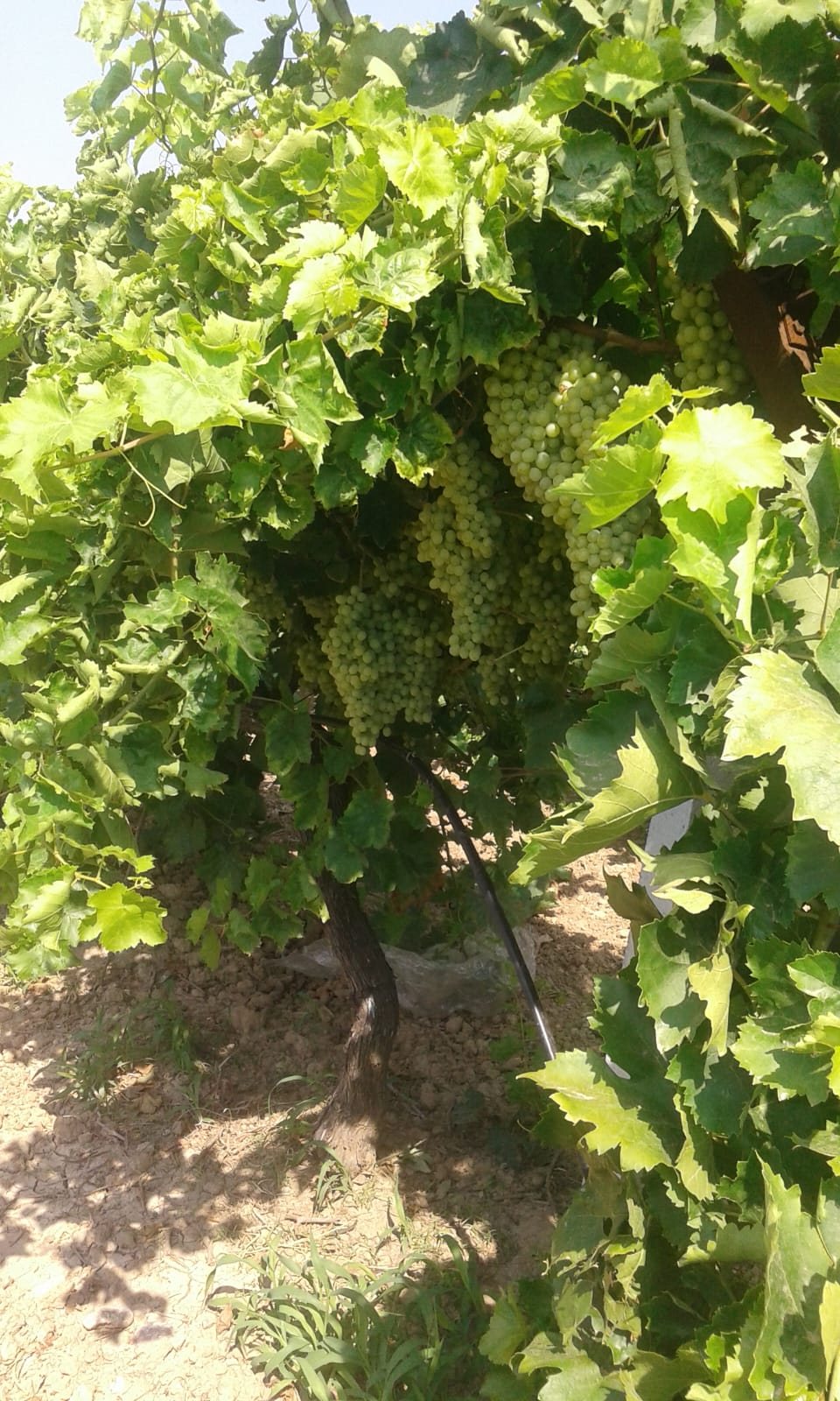 Asmanın yaprakları arasında dalında olgunlaşan iri yeşil üzüm salkımları